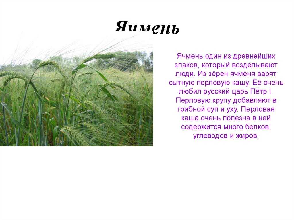 Рисовая крупа с овощами и курицей